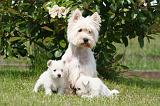 WESTIE 520